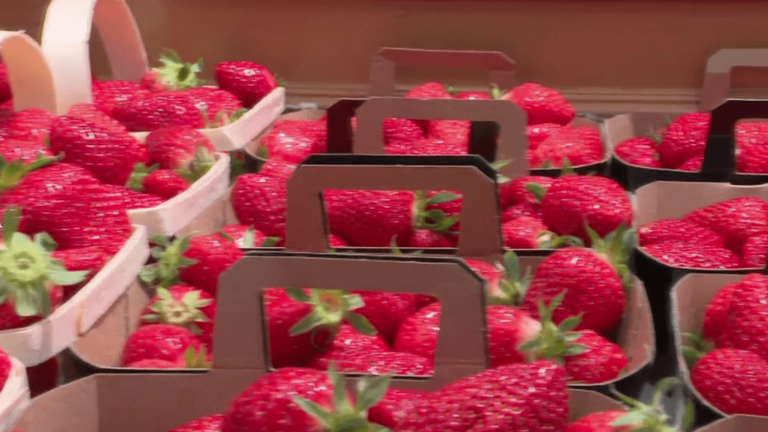 Food: the first local varieties of strawberries attract consumers