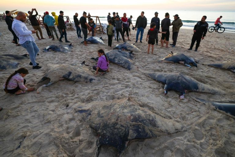 Gaza |  Manta rays have been found washed up on a beach