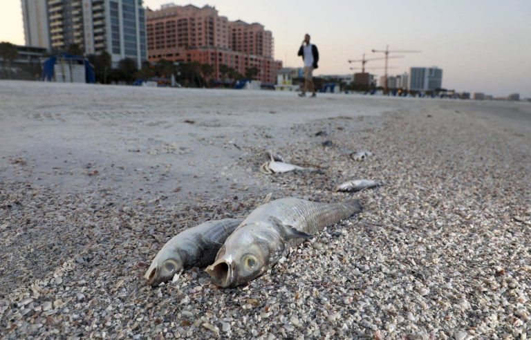 In Florida, the red tide kills wildlife … and the pleasure of vacationers