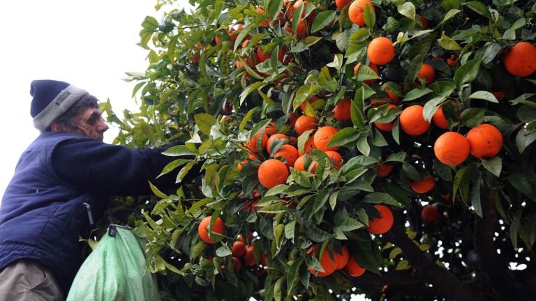 In Spain, the city of Seville is preparing to run its buses on orange juice