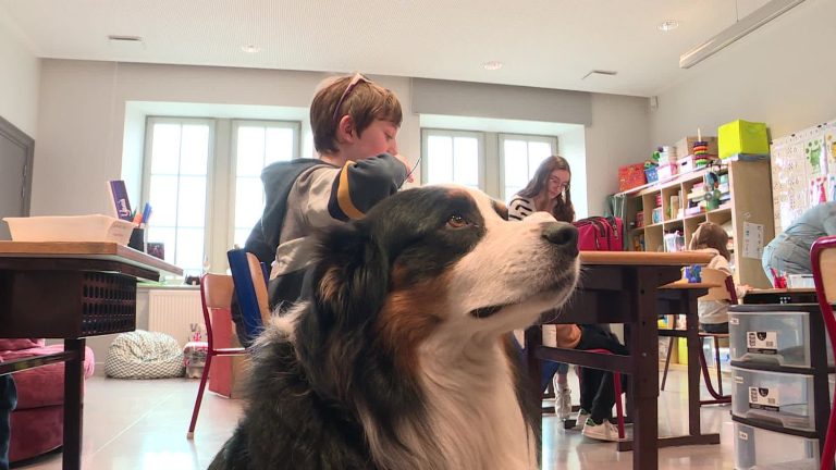 In the Bas-Rhin, a school integrates a dog to soothe children with autistic disorders