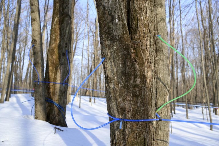 Increase in notches in public forests |  Maple syrup producers boil