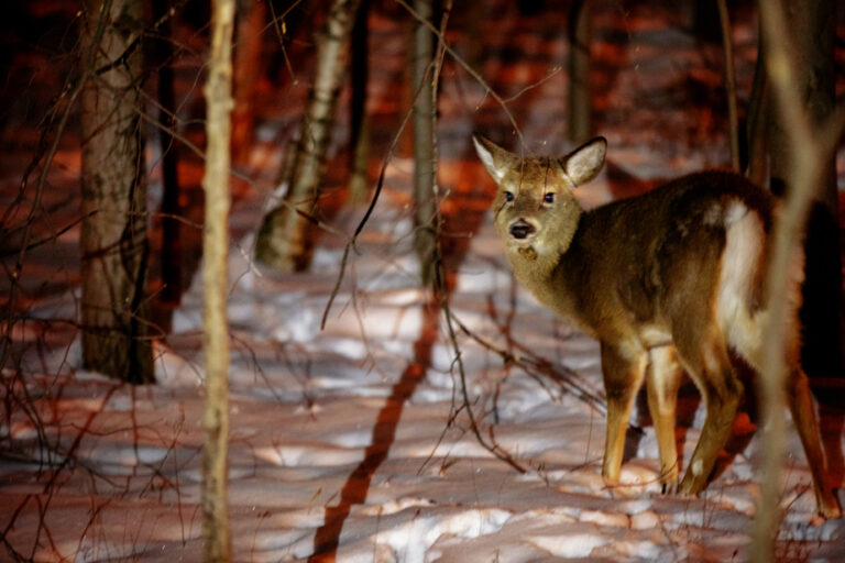 Longueuil |  13 shots to kill a deer