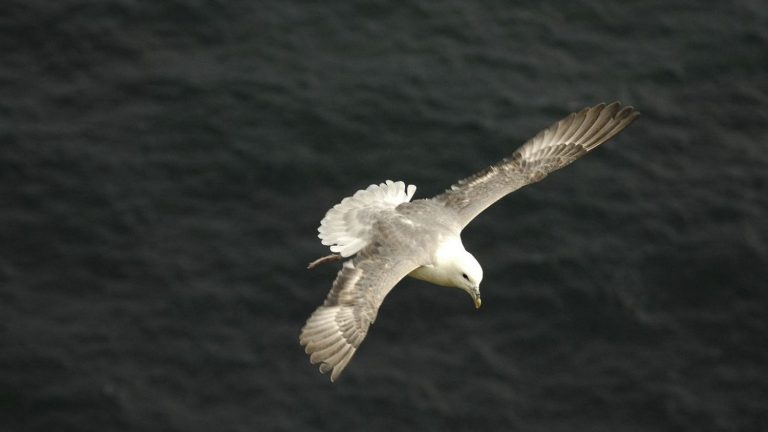 Microplastics are messing up the digestive system of seabirds