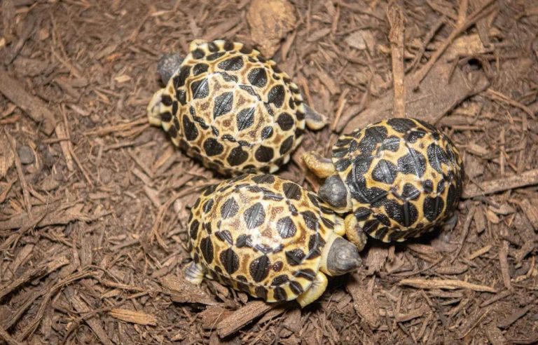 Mr Pickles, a 90-year-old turtle, has become a dad