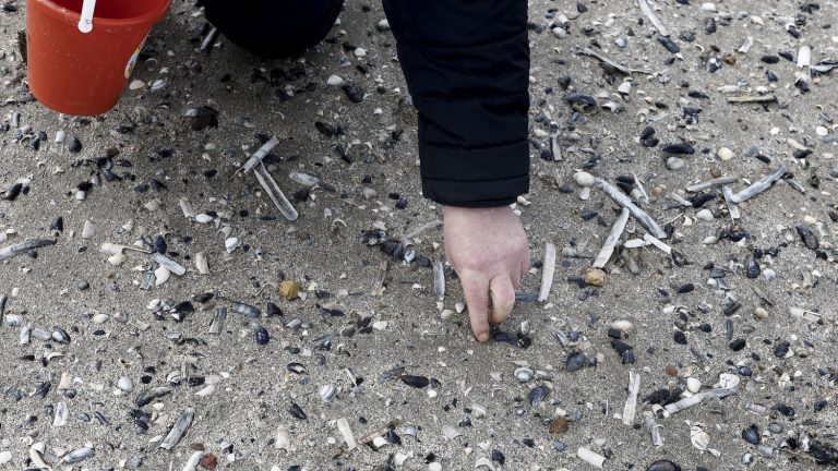 Nearly 40,000 shells collected from the shores of the North Sea to measure the state of marine biodiversity