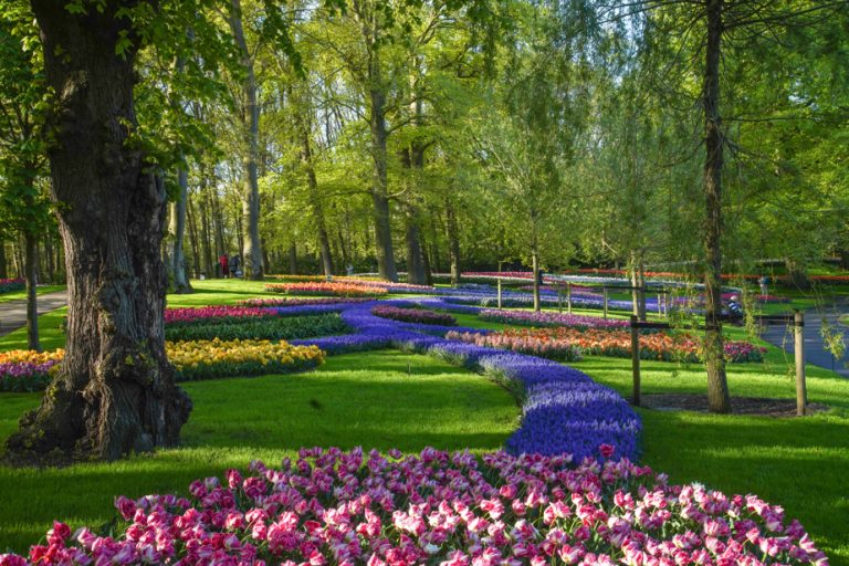 Netherlands |  Celebrate flowery spring in Amsterdam