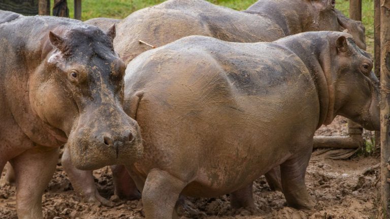 Pablo Escobar’s hippos will finally leave Colombia