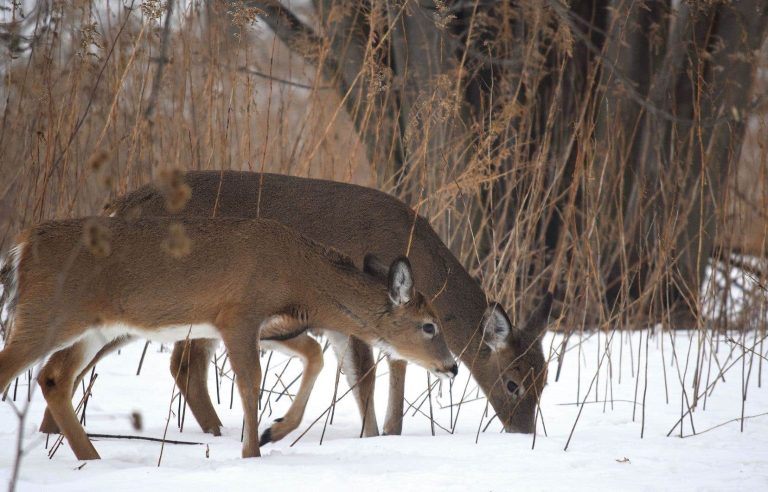 Quebec bans feeding white-tailed deer nine months a year