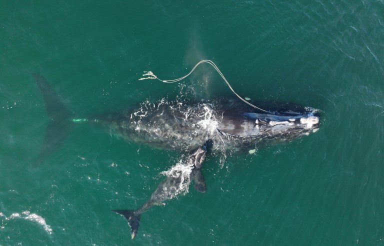 Quebec technology to help whales stuck in fishing nets