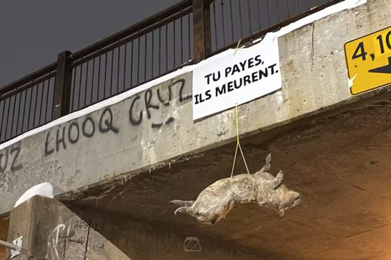 Rosemont–La Petite-Patrie |  Activist group claims pigs exhibited under overpasses