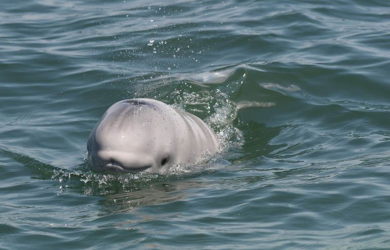 Saguenay–St. Lawrence Marine Park: Dredging and Disposal of Sediment in Beluga Habitat