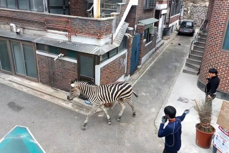 South Korea |  A zebra returns to the zoo after a trip to Seoul