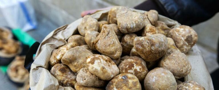 Syria: eight people picking truffles killed by the explosion of a mine