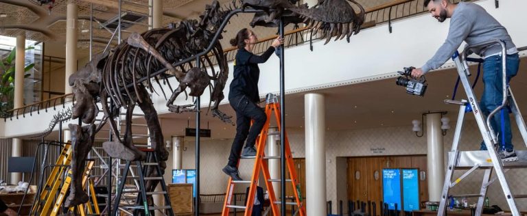 T-Rex skeleton on display in Zurich ahead of auction