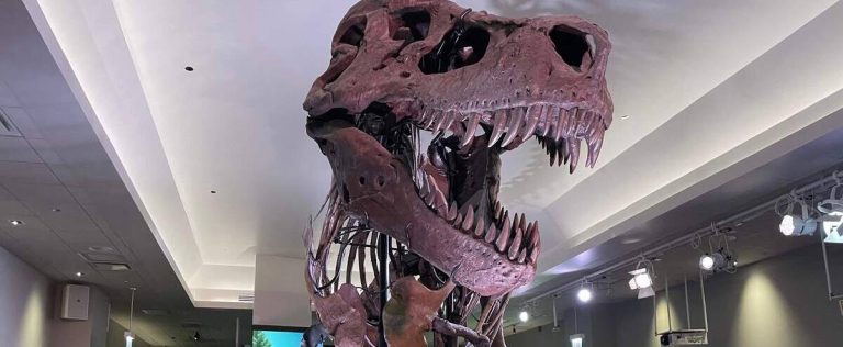 T-Rex’s Sharp Teeth Were Covered By Lips, Study Finds