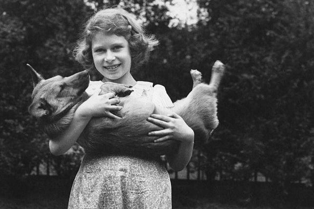 The famous corgis of Elizabeth II at the heart of an exhibition in London