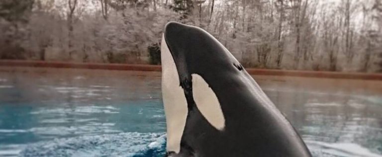 The last orca living in captivity in Canada has died