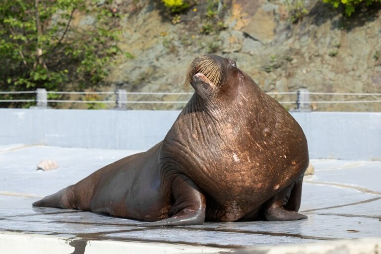 The last walrus from the Aquarium du Québec moves to Abu Dhabi