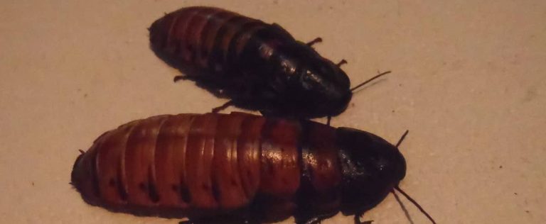 The male cockroach has found a courtship to accommodate the female who rejects his advances