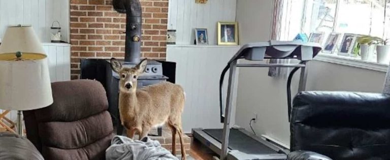 They discover a deer in their house