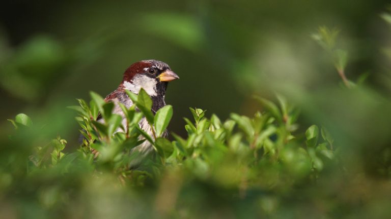 To protect birds, wait a few months to trim your hedges, asks the French Office for Biodiversity