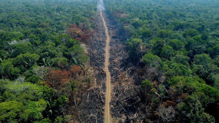 Tropical deforestation drastically reduces rainfall, confirms scientific study