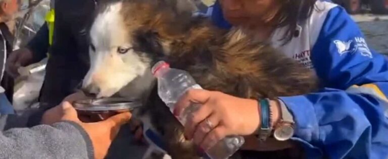 Turkey: the dog Aleks miraculously after 23 days in the ruins