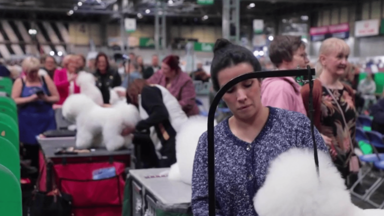 United Kingdom: behind the scenes of Crufts, the largest dog show in the world