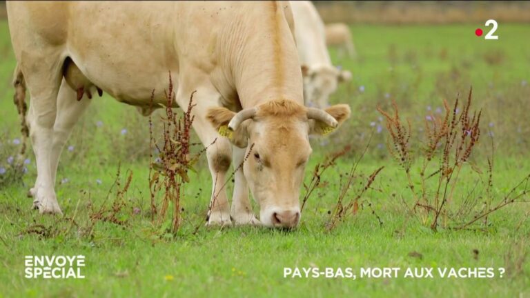 VIDEO.  Netherlands, death to the cows?