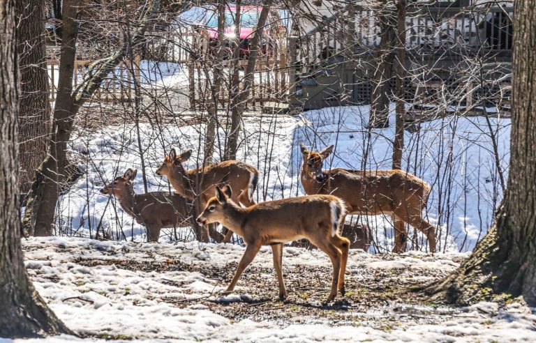 White-tailed deer stuck in a residential area of ​​Boucherville