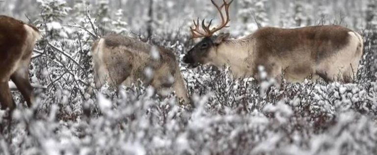 Woodland caribou: a modulated strategy will be implemented