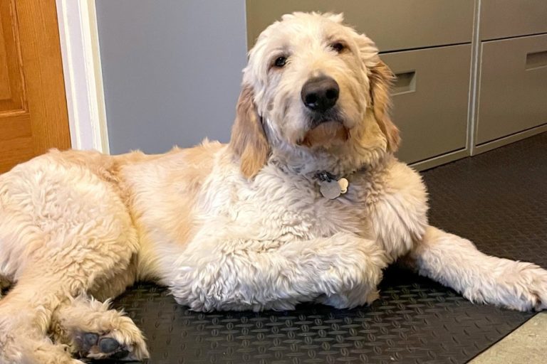 Zootherapy |  The Montreal Children’s Hospital welcomes a new employee on all fours