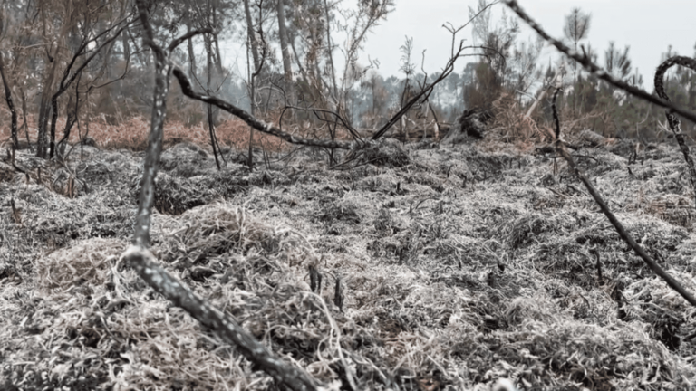 a fire destroys nine hectares of forest in the Médoc