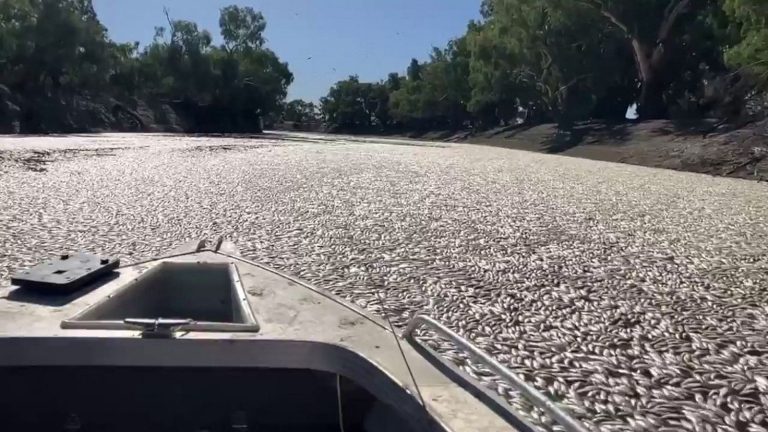 a river invaded by millions of dead fish, in the middle of a heat wave