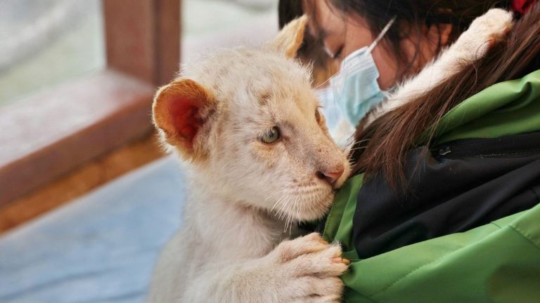 a small white tiger found “in a terrible state” in a street near Athens