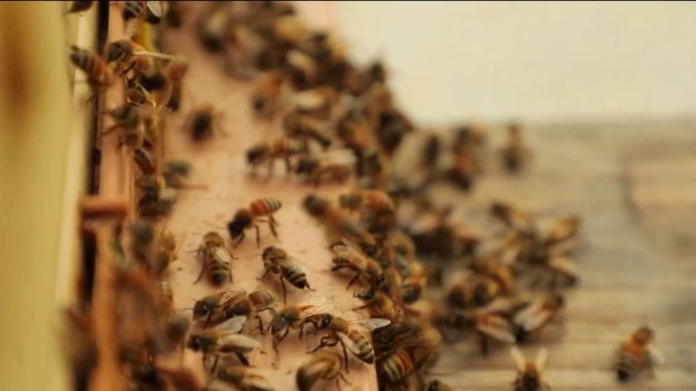 a vaccine to save the bees