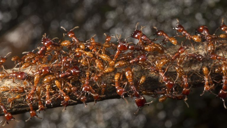 ants to monitor viruses in tropical forests