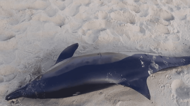 around twenty dead dolphins washed up on the beaches