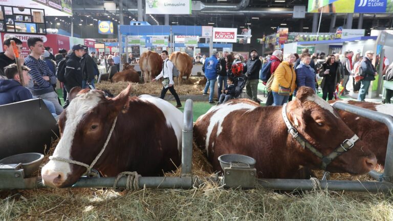 at the Agricultural Show, breeders want to highlight their efforts in the face of climate issues