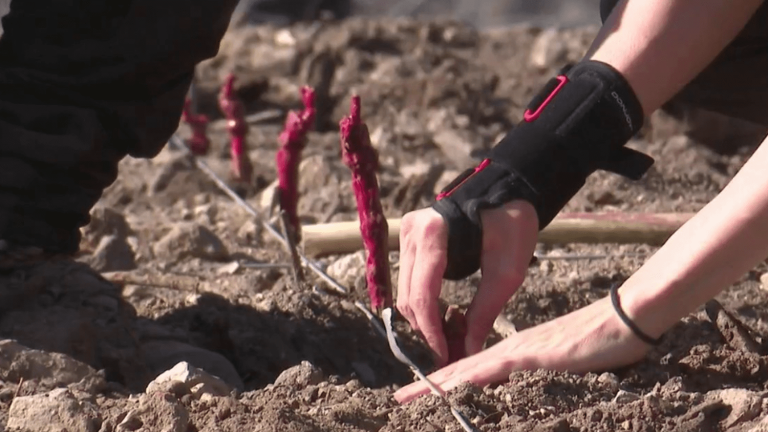 climate change is pushing winegrowers to evolve