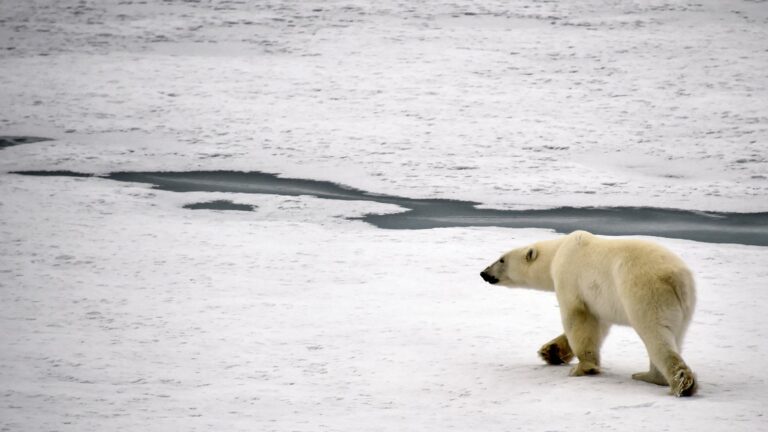 franceinfo junior.  Children’s questions about polar bears