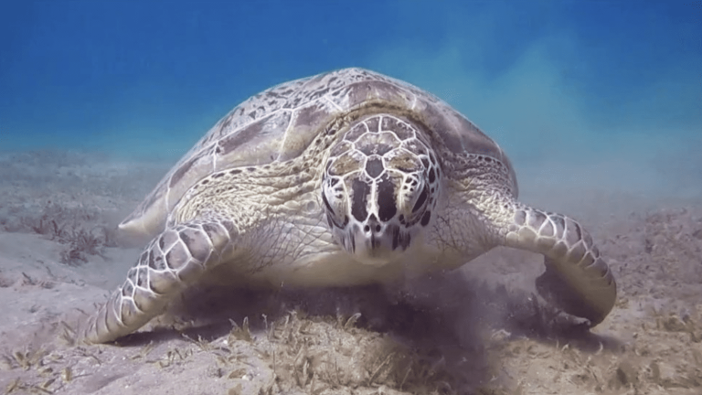 historic agreement at the UN for the protection of the oceans