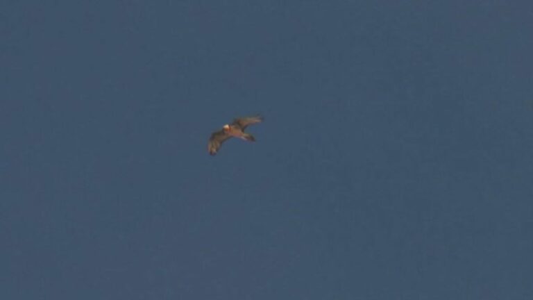 in the Bargy massif, the successful reintroduction of the bearded vulture