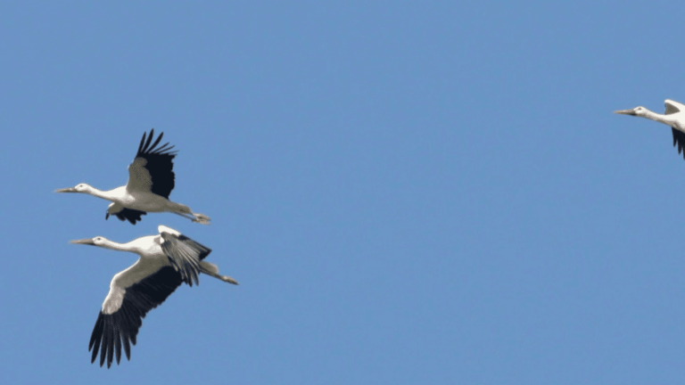 in the Drôme, the white stork is a delight for ornithologists