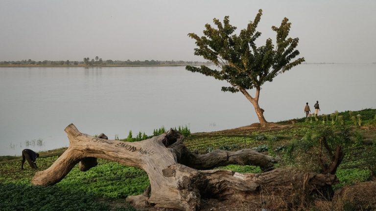 in the Sahel, trees are counted to understand the role of vegetation in carbon storage in arid regions