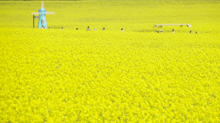 landscapes enhanced by the flowering of rapeseed fields