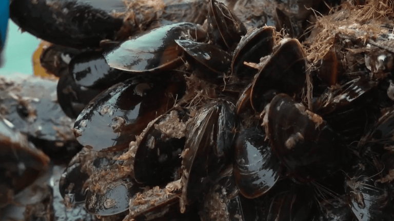 meet the only producer of mussels on the island of Groix