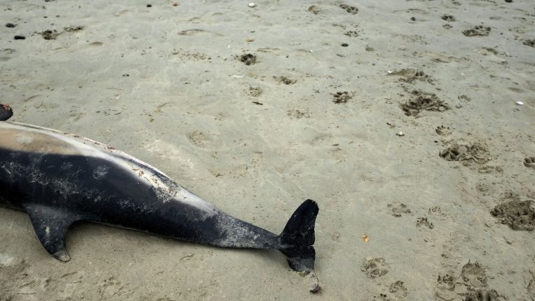 more than 900 dolphins have washed up on the Atlantic coast this winter