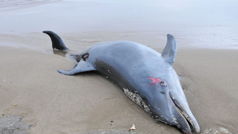 nearly 30 cetaceans found dead on the beaches this Monday